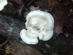 Mycorrhaphium adustum