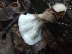 Mycorrhaphium adustum