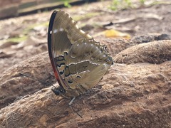 Charaxes numenes