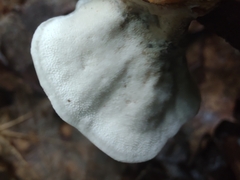 Mycorrhaphium adustum