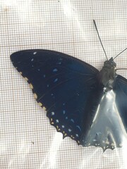 Charaxes numenes