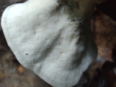 Mycorrhaphium adustum