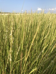 Sporobolus anglicus