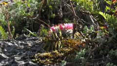 Mammillaria haageana conspicua