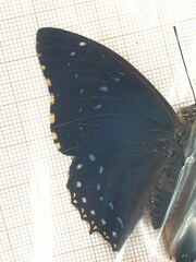 Charaxes numenes