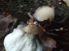 Mycorrhaphium adustum