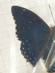 Charaxes numenes