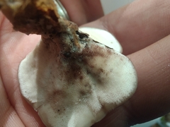 Mycorrhaphium adustum