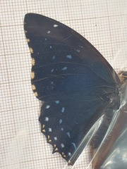 Charaxes numenes