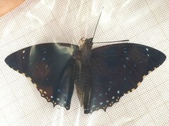 Charaxes numenes