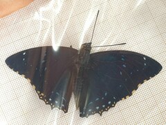 Charaxes numenes