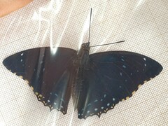 Charaxes numenes