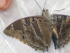 Charaxes numenes