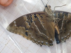 Charaxes numenes