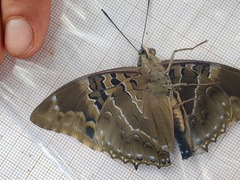 Charaxes numenes