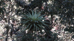 Tillandsia prodigiosa