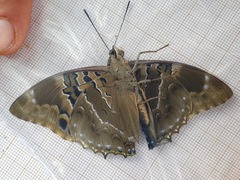 Charaxes numenes