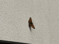 Aglais urticae chinensis