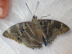 Charaxes numenes