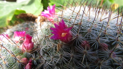 Mammillaria haageana conspicua