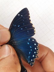 Charaxes numenes