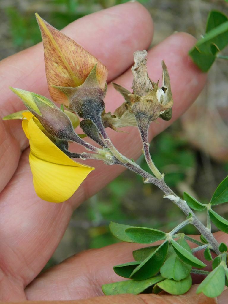 Sc Rattlepod Cape Rattlepod from Greyton, 7233, South Africa on July 30, 2022 at 02: ...