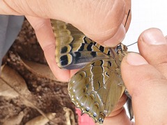 Charaxes numenes