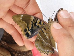 Charaxes numenes