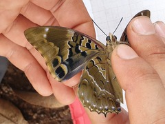Charaxes numenes