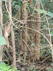 Bridelia insulana