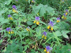Melampyrum polonicum