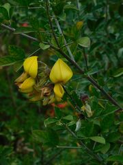Crotalaria capensis