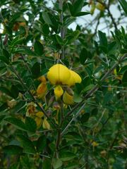 Crotalaria capensis