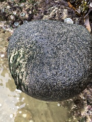 Dodecaceria fewkesi