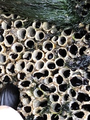 Dodecaceria fewkesi