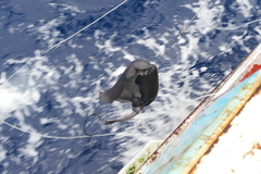 Pteroplatytrygon violacea