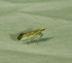 Plutella porrectella