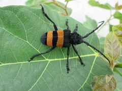 Phryneta aurocincta