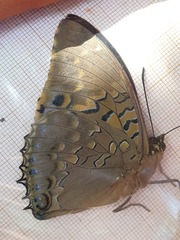 Charaxes tiridates