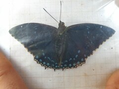 Charaxes tiridates