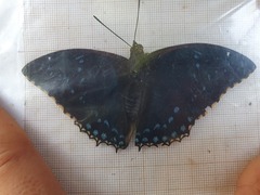 Charaxes tiridates