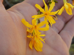 Crepis acuminata