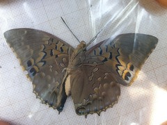 Charaxes tiridates