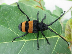 Phryneta aurocincta