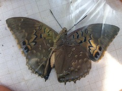 Charaxes tiridates