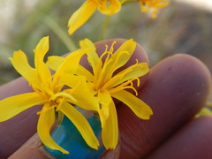 Crepis acuminata
