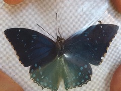 Charaxes tiridates
