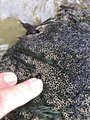 Dodecaceria fewkesi