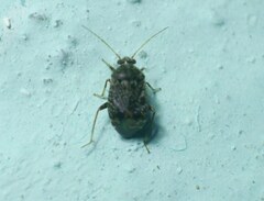 Charagochilus
