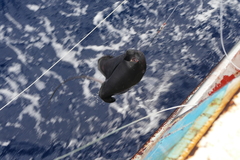 Pteroplatytrygon violacea